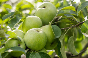 Apple Branch with Apples. Big Grade Green Apples on Apple Tree.