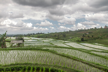 Fototapeta na wymiar Flooded rice terraces in Bali