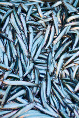 Fototapeta premium sea anchovy harvested in the Black Sea, Romania