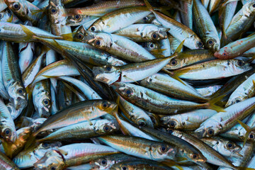 Obraz premium sea anchovy harvested in the Black Sea, Romania 4