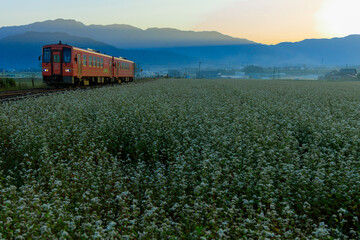越前田野の家並みと蕎麦畑が越美北線の始発列車を迎えた
