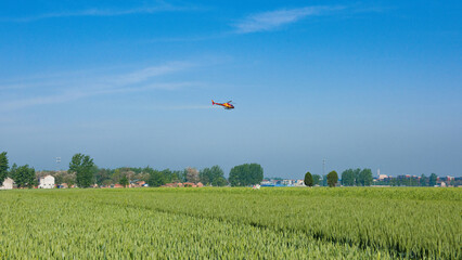 green wheat growing in a field with helicopter and agriculture countryside.