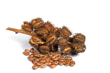 Samen vom Wunderbaum, Rizinus, vor weißen Hintergrund