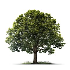 Fototapeta premium tree isolated on white background