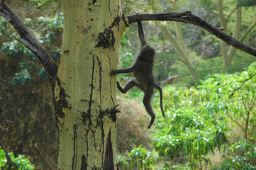 Baboon hanging from a tree in Lake Manyara, Tanzania