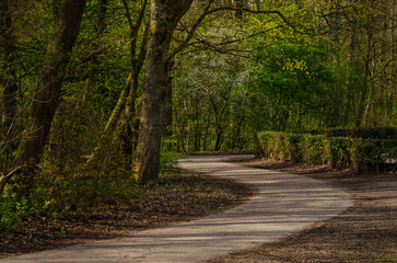 Fototapeta na wymiar Sand and gravel footpath meandering between the trees in Kralingse Bos forest in Rotterdam, The Netherlands