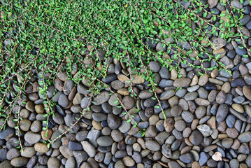 pebble pebble beach stone background seamless for design use natural pebble coastal nature background texture, thailand