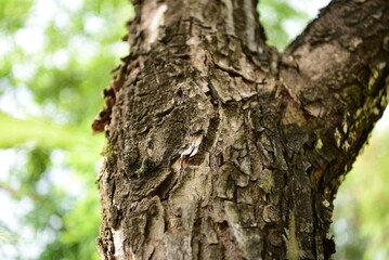 Long-lived bark will dry out and fall off the tree. on a blurred background with green bokeh