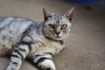 cute fluffy cat lazy lying on the floor cute gray kitten with beautiful eyes relaxing on the floor pet care pet good morning human friend concept