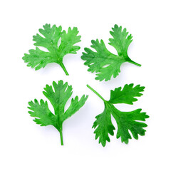 Group coriander leaf isolated on white background , top view , flat lay.