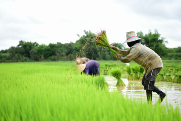 Farmers in Thailand are plucking seedlings for further planting organic rice jasmine rice organic...