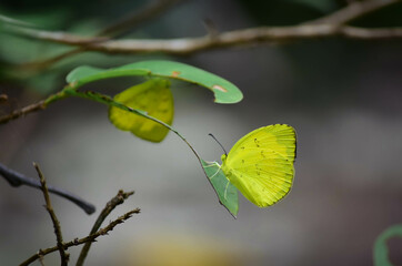 Close-ups of beautiful colorful butterflies with blurred backgrounds can be found anywhere in Thailand. insect beauty concept wild animals in the rainy season