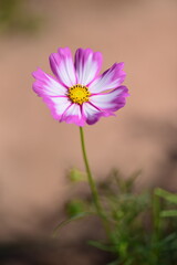 Purple and white cosmos flowers with green background. purple flower concept in spring nature...