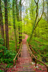 Obraz premium Cover page with a wooden footbridge and woodland ttail in magical Spring deciduous and pine forest, Germany, at warm sunset evening