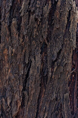 Obraz premium bark of a tree close up