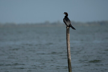 Cormorant standing on a pole in the Parco del Delta del Po Natural park