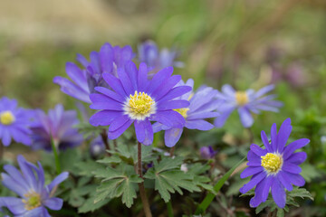 Group of purple Balcan anemones (Anemone blanda).