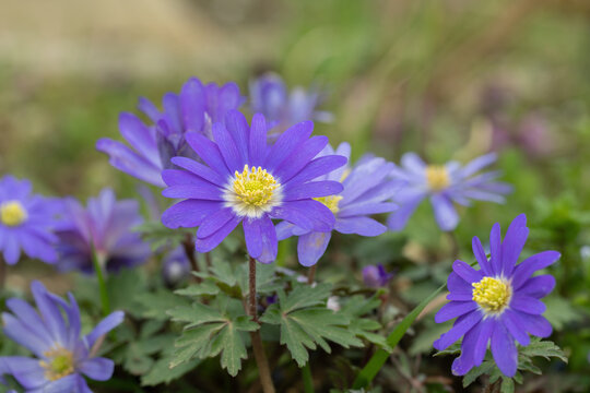 Group of purple Balcan anemones (Anemone blanda).