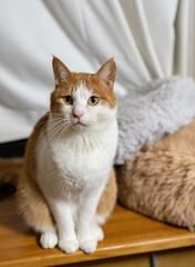 座る猫　茶トラ白