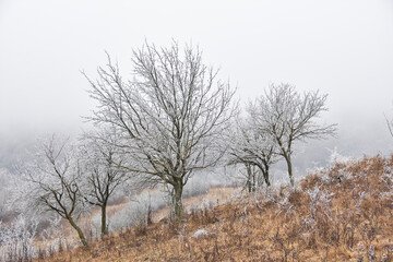 Obraz na płótnie Canvas beautiful winter landscape with fog 4