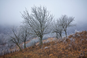 beautiful winter landscape with fog 5