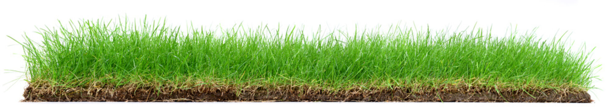 Wiese mit Grasnabe isoliert - Gras Hintergrund Panorama auf wei&szlig;