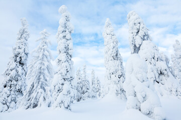 Fototapeta na wymiar Snow covered trees, Riisitunturi National Park, Lapland, Finland