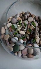 Unopened flowers on a torn branch inside a closed glass sphere with stones as a symbol of environmental protection
