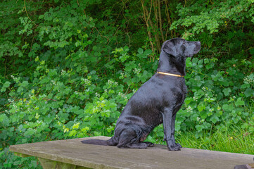 Perro negro labrador posando