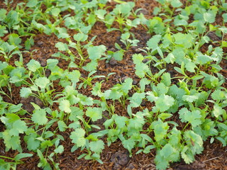 Small coriander leaves in vegetables garden.