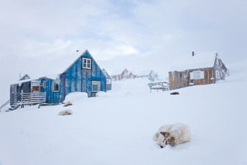 Husky in snow, Tasiilaq, Greenland