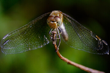 Dragonfly sitting on a twig