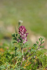 Blossom of the common fumitory (Fumaria officinalis).