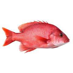 Red Tilapia Fish isolated on white background