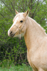 Portrait of a palomino Welsh pony on a background of green leaves, close-up