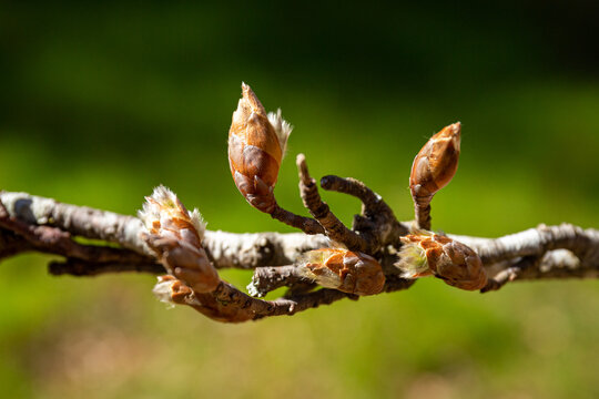 Bourgeons d'h&ecirc;tre