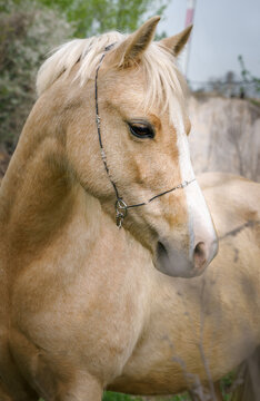 Portrait of a palomino Welsh pony on a background of green leaves, close-up