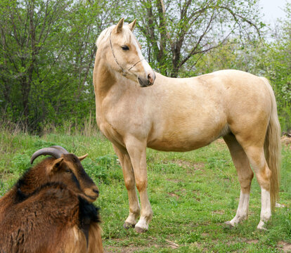 Photograph of a full length palomino Welsh pony with a small Cameroon goat. Looking to one side