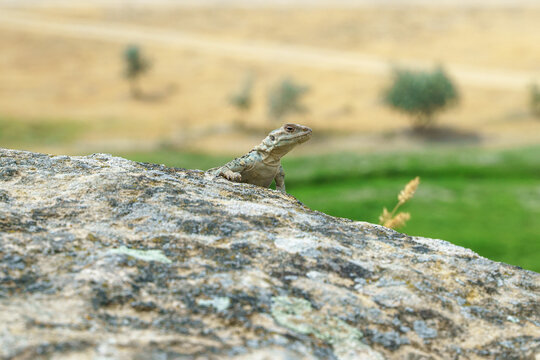 Caucasian agama on a rock