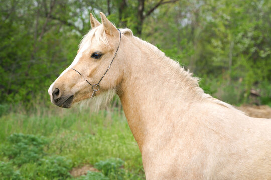 Portrait of a palomino Welsh pony on a background of green leaves, close-up