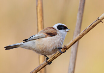 Obraz premium Eurasian penduline tit, remiz pendulinus. A bird sings while sitting on a reed stalk