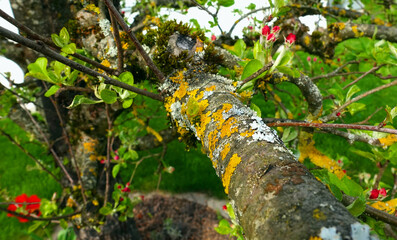 Closeup of a blossoms on an apple tree
