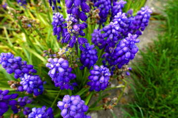 Closeup of a blossoms of grape hyacinths