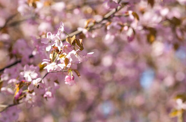 Banner. Cherry blossoms in Moscow. Wallpaper spring, nature. Japanese cherry blossoms in the garden. Blossoming buds on the branches of a tree in the Japanese garden in the arboretum. 
