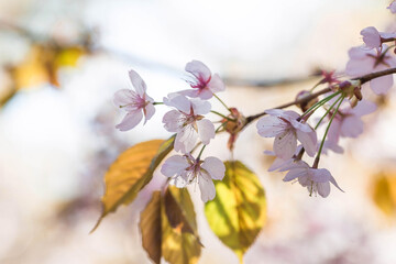 Banner. Cherry blossoms in Moscow. Wallpaper spring, nature. Japanese cherry blossoms in the garden. Blossoming buds on the branches of a tree in the Japanese garden in the arboretum. 