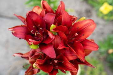 Spring family barbecue and cleanup in a beautiful allotment garden decorated with flowers and shrubs.