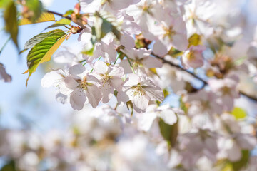 Banner. Cherry blossoms in Moscow. Wallpaper spring, nature. Japanese cherry blossoms in the garden. Blossoming buds on the branches of a tree in the Japanese garden in the arboretum.