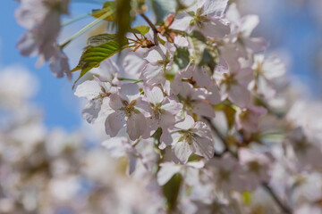 Obraz premium Banner. Cherry blossoms in Moscow. Wallpaper spring, nature. Japanese cherry blossoms in the garden. Blossoming buds on the branches of a tree in the Japanese garden in the arboretum.