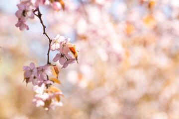 Banner. Cherry blossoms in Moscow. Wallpaper spring, nature. Japanese cherry blossoms in the garden. Blossoming buds on the branches of a tree in the Japanese garden in the arboretum. 