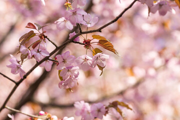 Banner. Cherry blossoms in Moscow. Wallpaper spring, nature. Japanese cherry blossoms in the garden. Blossoming buds on the branches of a tree in the Japanese garden in the arboretum. 